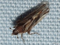 Delphacid Planthopper