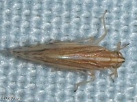 Delphacid Planthopper