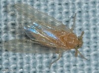 Delphacid Planthopper