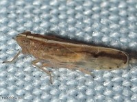 Delphacid Planthopper