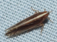 Delphacid Planthopper