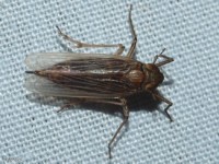 Delphacid Planthopper