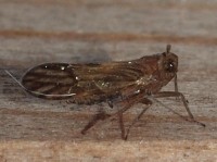 Planthopper