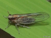 Delphacid Planthopper