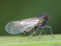 Delphacid Planthopper