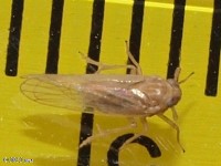 Delphacid Planthopper