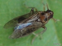 Delphacid Planthopper