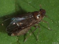 Delphacid Planthopper