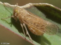 Delphacid Planthopper