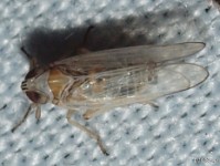 Delphacid Planthopper