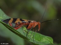 Scorpionfly