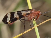 Scorpionfly