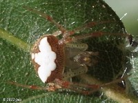 Orbweaver Spider