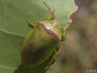 Red-banded Stink Bug