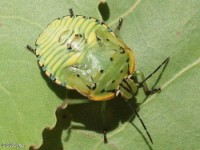 Green Stink Bug Nymph