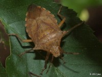 Predatory Stink Bug