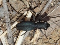 Cajun Tiger Beetle