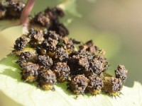 Tortoise Beetle Larvae