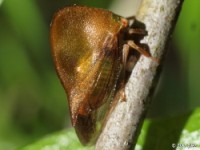 Treehopper