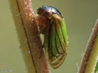 Treehopper