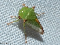 Treehopper