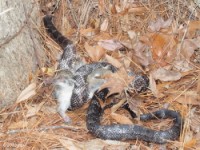 Squirrel for Lunch(taken alive from nest approx. 35 ft. high)