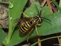 Southern Yellowjacket