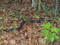 Yellow-Bellied Water Snake