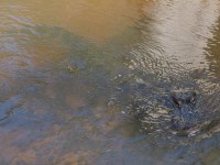 American Alligator