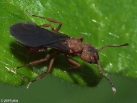 Fungus Farming Ant, Queen