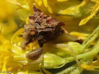 Jagged Ambush Bug