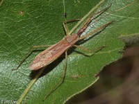 Assassin Bug