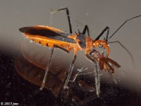 Assassin Bug Feeding