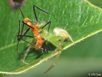 Assassin Bug Nymph