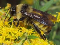 American Bumble Bee