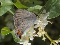 Gray Hairstreak Butterfly