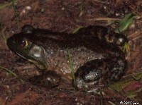 American Bullfrog