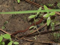 Texas Brown Snake