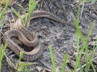 Texas Brown Snake