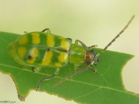 Banded Cucumber Beetle