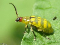 Banded Cucumber Beetle