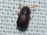 Darkling Beetle