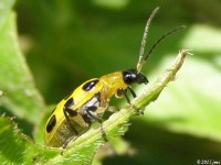 Spotted Cucumber Beetle