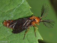 Glowworm Beetle