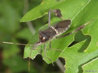 Leaf-footed Bug