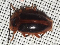 Handsome Fungus Beetle