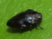 Metallic Wood-boring Beetle