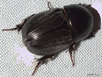 Sugarcane Beetle