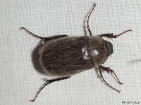 May Beetle