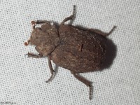 Hastate Hide Beetle